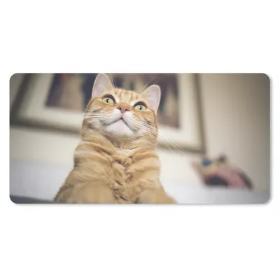 Produktbild von MuchoWow® Schreibtischunterlage Katze - Bank - Orange 80x40 cm - XXL Mauspad - Gaming Mauspad