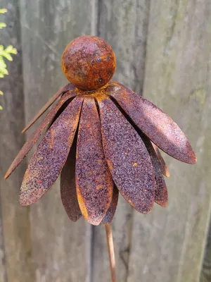Productafbeelding van Edelrost van de Echinacea (zonnebloem), op een schommelstok