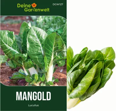 Produktbild von Mangold Lucullus Samen - Beta vulgaris - Mangoldsamen - Gemüsesamen - Saatgut für 70 Pflanzen