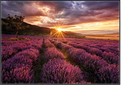 Produktbild von Wallario Wandbild Lavendelfeld bei Sonnenuntergang - Sonnenstrahlen, Größe: 70,30 x 100,30 cm, Poster mit schwarzem Aluminiumrahmen