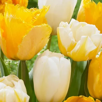 Productafbeelding van Winterharde, meerjarige tulpenbollen - Yellow Explosion mix - 25 bloembollen - Echte planten uit Nederland - Tulpenbollen voor tuin, potten en balkon (grote bollen, geen zaad, niet kunstmatig)