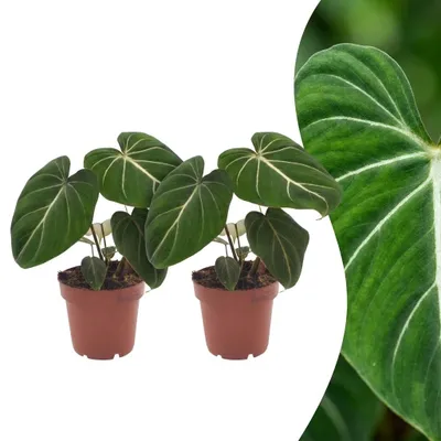 Produktbild von Green boutiQ - Philodendron Gloriosum - Gloriosum Philodendron - 2 Pflanzen - Topf 12cm - Höhe - 25cm