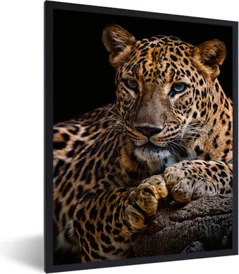 Produktbild von MuchoWow® Gerahmtes Poster Wildtiere - Panther - Porträt - Schwarz - Tiere 60x80 cm - Poster mit Schwarzem Bilderrahmen Wandposter Rahmen Foto Bilder - Premium - Wanddeko Wohnzimmer