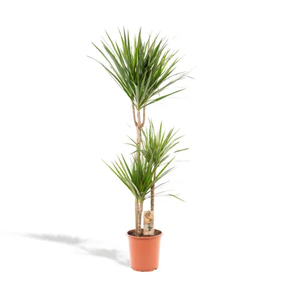 Produktbild von Vda Plant Dracaena Marginata - 120 cm, Ø 21 cm