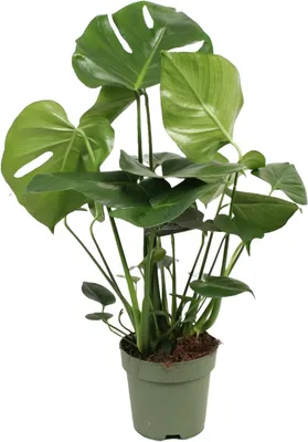 Productafbeelding van Kamerplant - Gatenplant Vensterblad - Decoratie Thuis - Luchtzuiverend - 70 cm Hoog - Groen