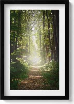 Produktbild von Waldweg zwischen den Bäumen– Wandbild mit Rahmen – Gerahmtes Bild  – Wanddekoration – 40x60 cm –  Schwarz