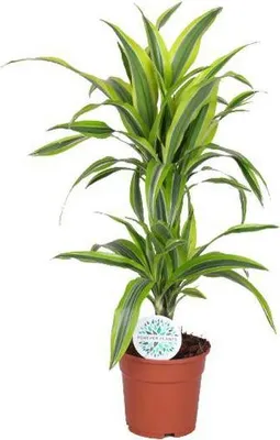 Imagen del producto de drácena Dracaena Lemon Lime planta de interior Ø17cm 65cm fácil cuidado salón