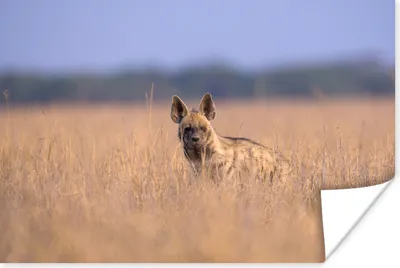 Produktbild von MuchoWow® Poster Hyäne - Gras - Asien 180x120 cm - Fotoplakat