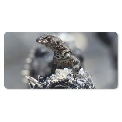 Produktbild von MuchoWow® Mauspad Mousepad Leguane - Tiere - Familie 60x30 cm - Mousepads - Maus Mat - Pad - Mausunterlage - Nachhaltig