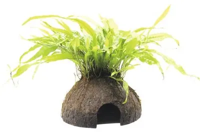 Obrázek produktu pro Vodní rostlina Microsorum pteropus na kokosu