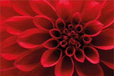 Produktbild von Wallario Premium Vliestapete Fototapete Rote Dahlienblüte in Nahaufnahme in der Größe 400 x 267 cm, extra dick, wird in 5 Teilen geliefert