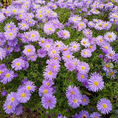 Produktbild von 5 Stück Stauden Aster 'Dumosus' Herbstgruß vom Bresserhof Herbstaster