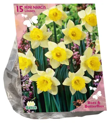 Produktbild von Zwiebeln Narcissus Lobularis 15 Stück Baltus