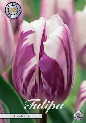 Artikelbild 2 von 'Tulpe Flaming Flag (10 Stück)' aus der Kategorie Tulpenzwiebeln
