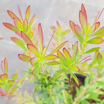 Image de Leucadendron salignum ‘Winter Red‘ / Leucadendron