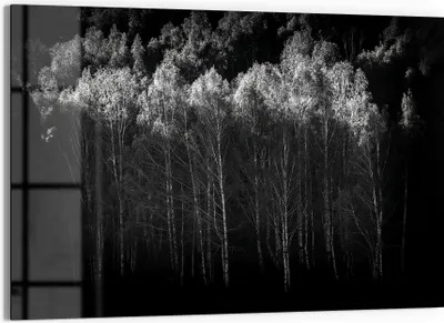 Produktbild von DEQORI Glasbild Echtglas 90x60 cm 'Stille des Waldes' Wandbild Bild modern Deko
