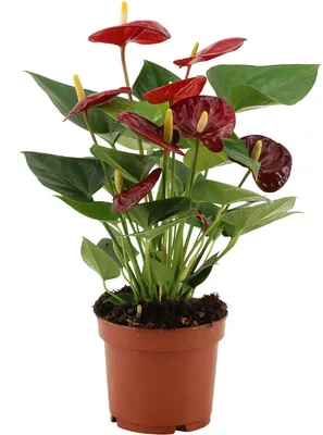 Zdjęcie produktu dla Anthurium Calon - 26-36cm - Ø12cm - Roślina doniczkowa - Zimozielony