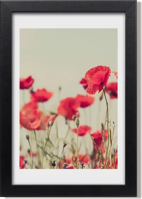Produktbild von Bild 20x30 MDF-Rahmen, Wandkunst Feldmohnblumen