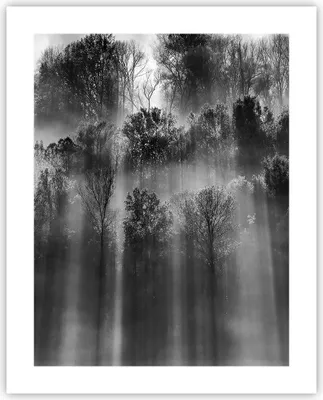 Produktbild von Poster - Poster ohne Rahmen - Bäume drinnen Nebel - 40x50 cm - Wand Bild - Wanddeko - Wandbilder - Kunstposter - Wandposter - Bilder - Kunstdruck - Wanddekoration - Wandbild - P2XPA40x50-4889