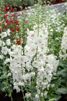 Produktbild von Verbascum phoeniceum 'Flush of White', weiß, ca. 9x9 cm Topf