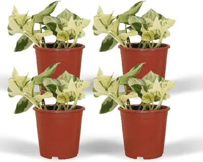 Immagine prodotto di Efea Epipremnum Happy Leaf (Scindapsus) 4 piante Ø12cm, altezza 15cm