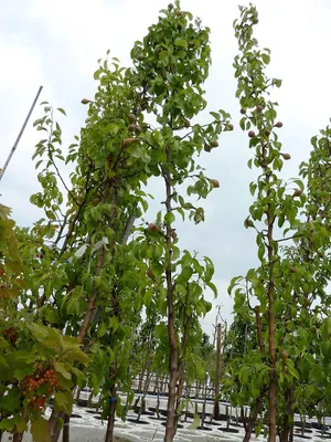 Produktbild von Obelisk ?, Säulenbirne Birnenbaum, schlanke Birne im 7,5 L Topf