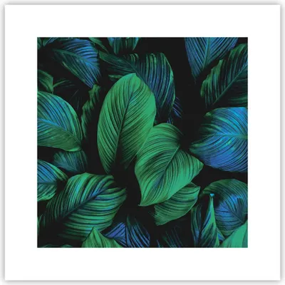 Produktbild von Poster - Poster ohne Rahmen - Blätter Pflanzen Exotik - 30x30 cm - Wand Bild - Wanddeko - Wandbilder - Kunstposter - Wandposter - Bilder - Kunstdruck - Wanddekoration - Wandbild - P2XAC30x30-5066
