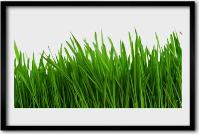 Produktbild von Bild 60x40 MDF-Rahmen Wandkunst Gras Natur Pflanze