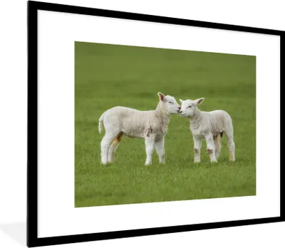 Produktbild von MuchoWow® Gerahmtes Poster Schaf - Lamm - Bauernhof 80x60 cm - Poster mit Schwarzem Bilderrahmen Wandposter Rahmen Foto Bilder - Schlafzimmer-Dekorationen - Fotoposter