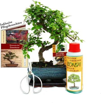 Zdjęcie produktu dla Zestaw upominkowy bonsai "Ulmus" - wiaz chinski - ok. 6 lat - zestaw dla poczatkujacych