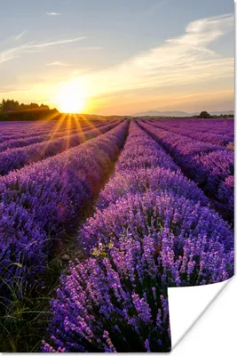 Produktbild von MuchoWow® Poster Lavendel - Blumen - Sonnenuntergang - Lila 20x30 cm - Papierdruck
