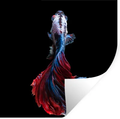 Produktbild von MuchoWow® Wandtattoo Wandsticker Wandaufkleber Fisch - Schwanz - Schwarz 50x50 cm Selbstklebend und Repositionierbar - Selbstklebend - Fototapeten