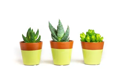 Obrázok produktu pre Gardners Sada 3 rastlín Haworthia mix, priemer 6 cm