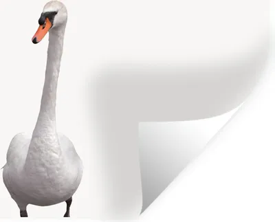 Produktbild von MuchoWow® Wandtattoo Wandsticker Wandaufkleber Schwan - Tiere - Vogel - Jungen - Mädchen - Kinder 40x20 cm Selbstklebend und Repositionierbar - Aufkleber