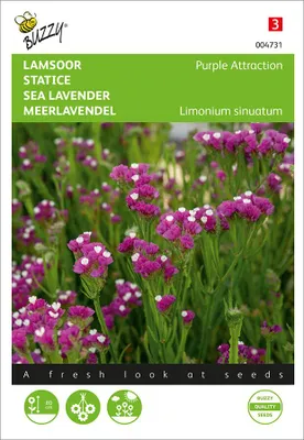 Artikelbild 2 von 'Meerlavendel Purple Attraction' aus der Kategorie Blumensamen