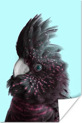 Produktbild von MuchoWow® Poster Kakadu - Vogel - Blau 60x90 cm - Wanddekoration