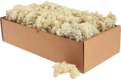 Islandmoos Naturweiß 500 g – konserviertes Naturmoos für Basteln & Deko