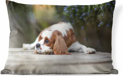 Produktbild von MuchoWow® Outdoor Kissen - Cavalier King Charles Spaniel auf einem Holztisch liegend - 50x30 cm - Wetterfest - Lounge Kissen - Sofa kissen - Wohnzimmer Dekoration