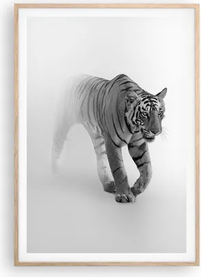 Produktbild von Gerahmtes Poster - Rahmen in heller Eiche - Tiger Monochrom Porträt - 70x100 cm - Wand Bild - Wanddeko - Wandbilder - Kunstposter - Wandposter - Bilderrahmen - Bilder - Kunstdruck - P2NPA70x100-4626
