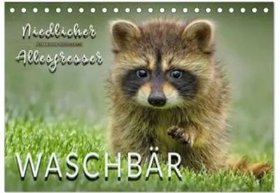 Produktbild von Waschbär - Niedlicher Allesfresser (Tischkalender 2026 DIN A5 quer), CALVENDO Monatskalender