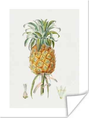 Produktbild von MuchoWow® Poster Ananas - Weinlese - Obst 90x120 cm - Wohnzimmer
