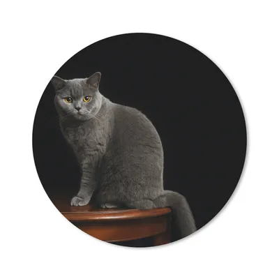 Produktbild von MuchoWow® Mauspad Mousepad Porträt einer Britisch-Kurzhaar-Katze 30x30 cm - Mousepads - Maus Mat - Pad - Mausunterlage - Tischunterlage - Schreibtischmatten