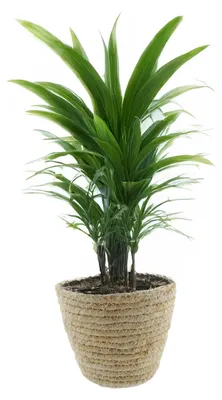 Produktbild von VD Leeden Pflanzkorb - Rattan - Maisblatt - D18 x H15 cm - runder Pflanztopf - Blumenkorb