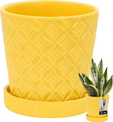 A yellow ceramic pot with a patterned texture and a matching saucer, shown with a small snake plant in a smaller version of the same pot.