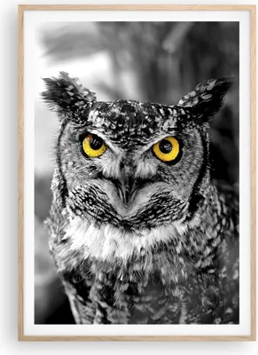 Produktbild von Gerahmtes Poster - Rahmen in heller Eiche - Eule Vogel Natur - 70x100 cm - Wand Bild - Wanddeko - Wandbilder - Wandposter - Bilderrahmen - Bilder - Kunstdruck - Wandbild - P2NPA70x100-1318