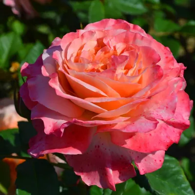 Immagine prodotto di Rosen Kollektion - 3 piante - Perenni resistenti al freddo - Vere rose profumate provenienti dall'Olanda - ideali per giardini e aiuole (senza semi, non artificiali)