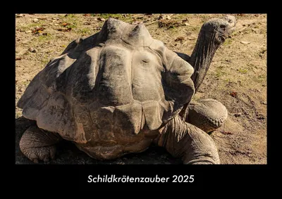Produktbild von Schildkrötenzauber 2025 Fotokalender DIN A3