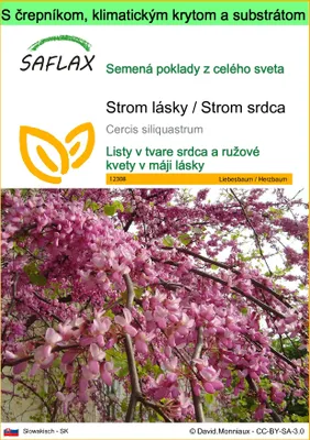 Obrázok produktu pre SAFLAX Garden to go - Strom lásky / Strom srdca - Cercis siliquastrum - 60 Semená - S črepníkom, klimatickým vekom a pestovateľským substrátom