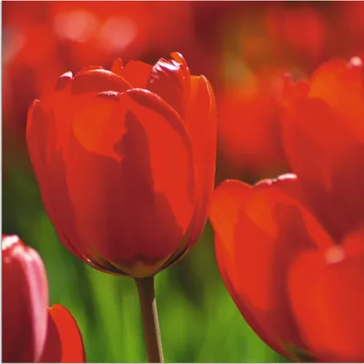Produktbild von ARTland Wandbild Alu für Innen & Outdoor Rote Tulpen in der Sonne Größe: 40x40 cm