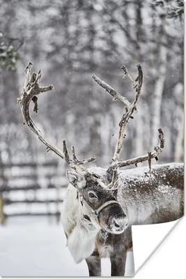 Produktbild von MuchoWow® Poster Ein Rentier in einem Feld mit Schnee 60x90 cm - Wanddekoration
